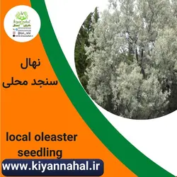 نهال سنجد محلی