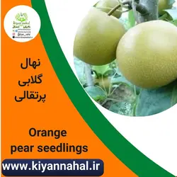 نهال گلابی پرتقالی