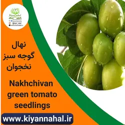 نهال گوجه سبز نخجوان