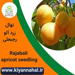 نهال زردآلو رجبعلی