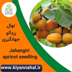 نهال زردآلو جهانگیری