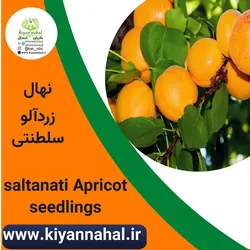 نهال زردآلو سلطنتی