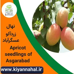 نهال زردالو عسگرآباد