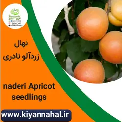 نهال زردآلو نادری