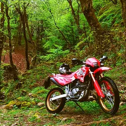 موتورسیکلت QM 200CC - تکتاز موتور - دیجی موتور