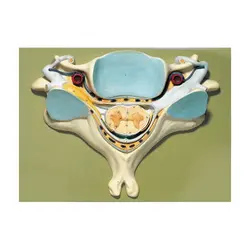 مولاژ مدل مهره پنجم گردن