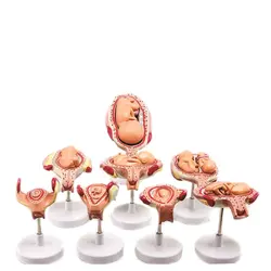 مولاژ مدل مراحل حاملگی