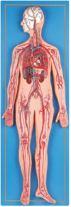 مولاژ مدل دستگاه گردش خون