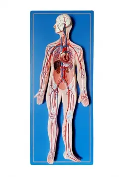 مولاژ مدل دستگاه گردش خون