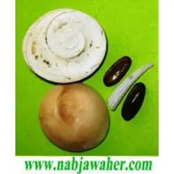 مهره مار اصلی ایرانی و کردستان عراق