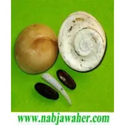 مهره مار اصلی ایرانی و کردستان عراق