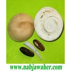 مهره مار اصلی ایرانی و کردستان عراق