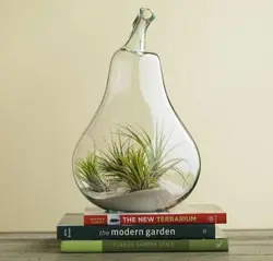 گلدان تراریوم برند ALEGRE GLASS