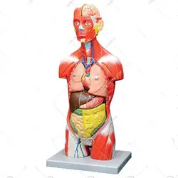 مولاژ 11 قسمتی