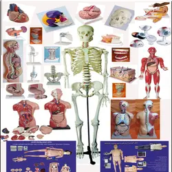 مولاژ آموزشی بدن 9 تیکه