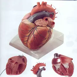 مولاژ قلب4و6تیکه