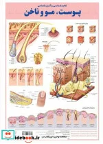 کتاب کالبد شناسی پوست،مو و ناخن  - نسخه اصلی