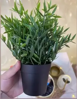 بوته ایکیا (گیاه) مدل Fejka ایکیا