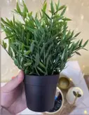 بوته ایکیا (گیاه) مدل Fejka ایکیا