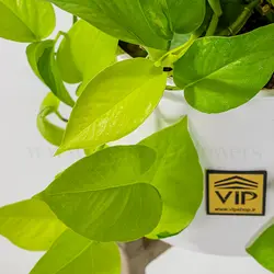 خرید و قیمت گیاه پتوس نئون + ارسال رایگان در تهران - VIP