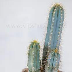 خرید کاکتوس پیلوسرئوس پاچی کلاندوس به صورت آنلاین با ارسال رایگان