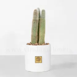 کاکتوس کلیستو - خرید آنلاین کاکتوس پشمی با قیمت مناسب | VIP