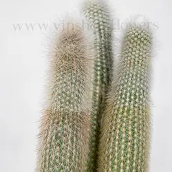 کاکتوس کلیستو - خرید آنلاین کاکتوس پشمی با قیمت مناسب | VIP