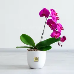 خرید گل ارکیده بنفش با قیمتی مناسب
