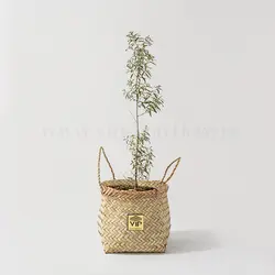نهال یادبود سنجد تلخ با نگهداری یکساله - گل فروشی آنلاین VIP Shop