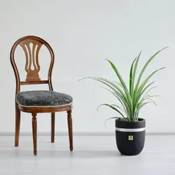 خرید و قیمت گلدان آناناس🍍 :: گیاه آپارتمانی زیبا