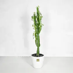 خرید کاکتوس افوربیا سبز (تریگونا):: خاص ترین کاکتوس