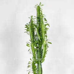 خرید کاکتوس افوربیا سبز (تریگونا):: خاص ترین کاکتوس