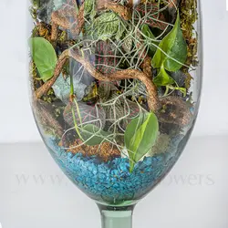 تراریوم پایه دار شیشه ای