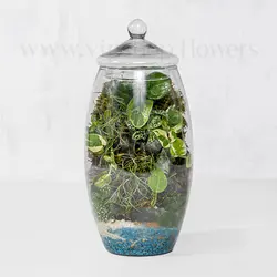 تراریوم جزیزه‌ای | با ارسال رایگان در تهران