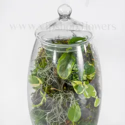 تراریوم جزیزه‌ای | با ارسال رایگان در تهران