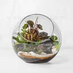 تراریوم جنگلی گرد