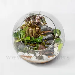 تراریوم جنگلی گرد