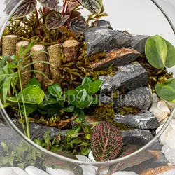 تراریوم جنگلی گرد