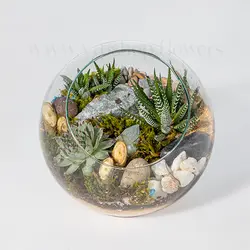 تراریوم شماره 25 :: تراریوم نیمه باز