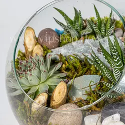 تراریوم شماره 25 :: تراریوم نیمه باز