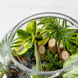 خرید تراریوم کروی تنگی - ارسال رایگان