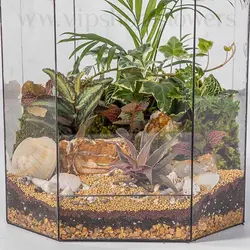 خرید تراریوم 6 ضلعی شیشه‌ای