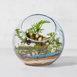 خرید تراریوم شیشه‌ای کروی | ارسال فوری و رایگان درمحل