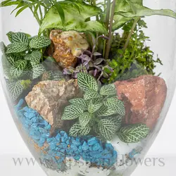 خرید جام تراریوم شیشه‌ای + تحویل سریع در محل