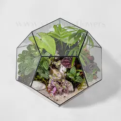 خرید تراریوم شیشه‌ای 5 ضلعی + ارسال رایگان و فوری