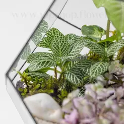 خرید تراریوم شیشه‌ای 5 ضلعی + ارسال رایگان و فوری