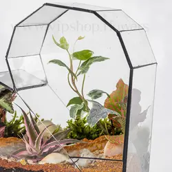 خرید تراریوم شیشه‌ای قلبی | ارسال رایگان در تهران