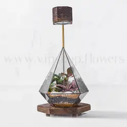 خرید تراریوم شیشه‌ای مخروطی | ارسال فوری در محل