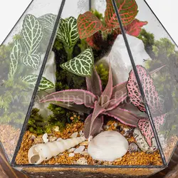 خرید تراریوم شیشه‌ای مخروطی | ارسال فوری در محل