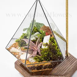 خرید تراریوم شیشه‌ای مخروطی | ارسال فوری در محل